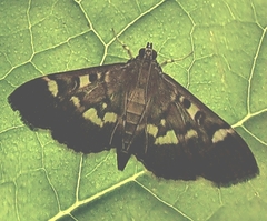 Herpetogramma luctuosalis