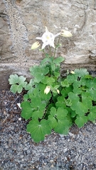 Aquilegia