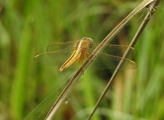 Crocothemis servilia