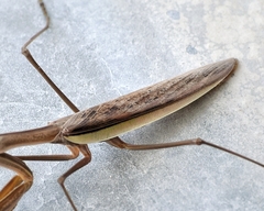 Tenodera