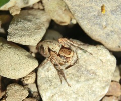 Hamataliwa