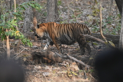 Panthera tigris tigris