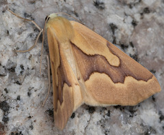 Sabulodes edwardsata