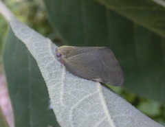 Ricania sublimata