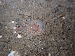 Harenactis attenuata