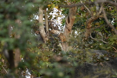 Panthera pardus fusca