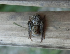 Hamataliwa