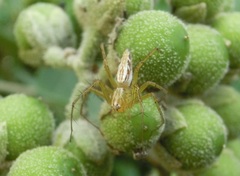 Oxyopes sertatus