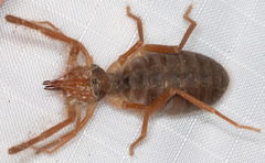 Solifugae