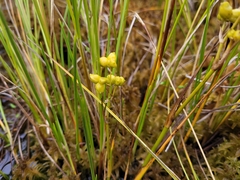 Scheuchzeria palustris