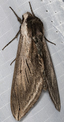 Sphinx perelegans