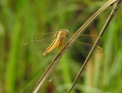 Crocothemis servilia