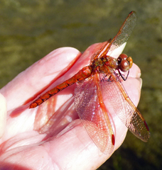 Sympetrum madidum
