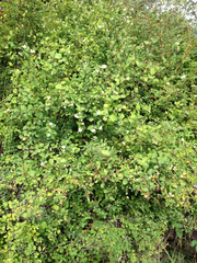 Symphoricarpos albus albus