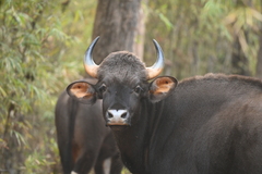 Bos gaurus