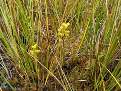 Scheuchzeria palustris