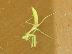 Stagmomantis limbata