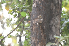 Glaucidium radiatum