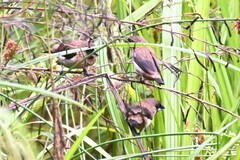 Lonchura punctulata