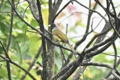 Spizixos semitorques