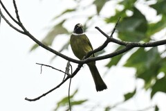 Spizixos semitorques