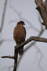 Spilornis cheela