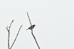 Aethopyga christinae