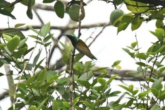 Aethopyga christinae