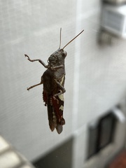 Xenocatantops humilis