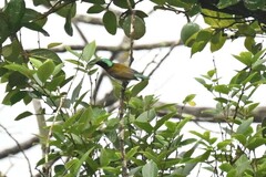 Aethopyga christinae