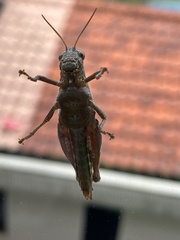 Xenocatantops humilis