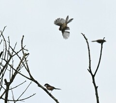 Aegithalos concinnus