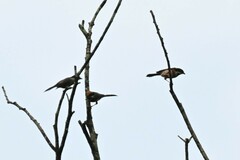 Aegithalos concinnus