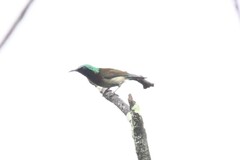 Aethopyga christinae