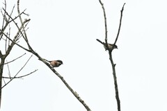 Aegithalos concinnus