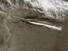 Agriphila tristella