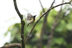 Aethopyga christinae