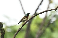 Aethopyga christinae