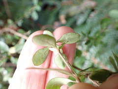 Coprosma