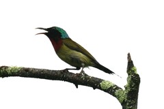 Aethopyga christinae