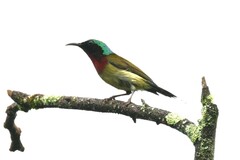 Aethopyga christinae