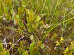 Chamaedaphne calyculata