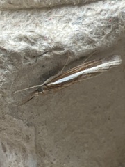 Agriphila tristella