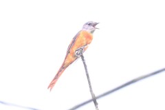 Pericrocotus solaris