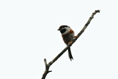 Aegithalos concinnus