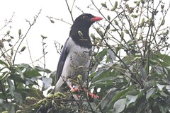 Urocissa erythroryncha