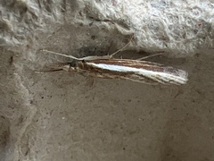Agriphila tristella