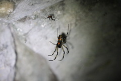 Nephilengys malabarensis