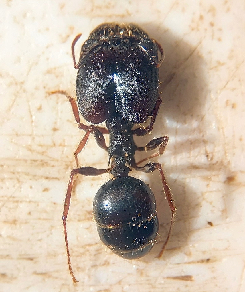 Pheidole rhea from Pima County, AZ, USA on August 18, 2022 by George ...