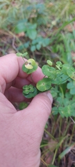 Euphorbia jenisseiensis